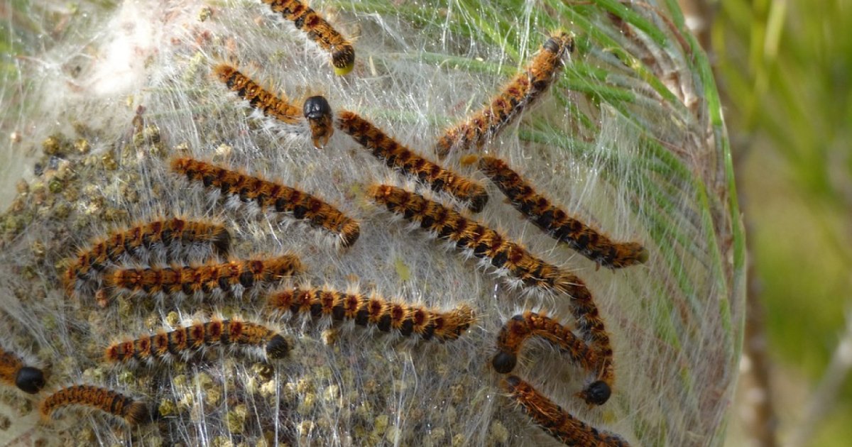 Gia Presenti I Nidi Di Processionaria Del Pino In Ticino Tutti I Consigli Del Dt Libera Tv
