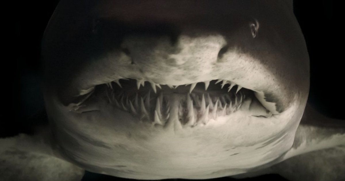 Зубы кошки и зубы акулы. Тигровая Песчаная акула зубы. Тигровая акула челюсти.